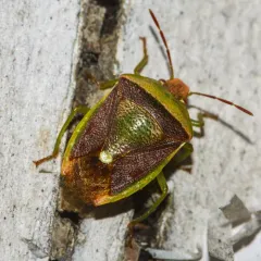 Green Burgundy Stink Bug thumbnail 4