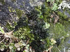 Rose-petalled Jellyskin Lichen thumbnail 3
