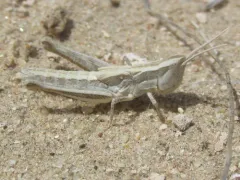 Spotted Wing Grasshopper thumbnail 2