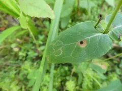 Fomoria hypericella thumbnail 2