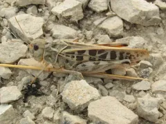 Haldeman's Grasshopper thumbnail 4