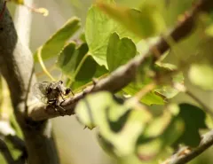Putnam's Cicada thumbnail 1