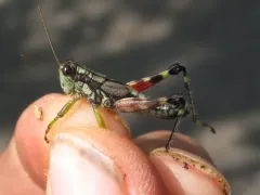 Post Oak Grasshopper thumbnail 2