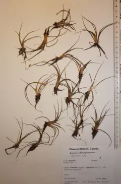 spiny-spore quillwort thumbnail 2