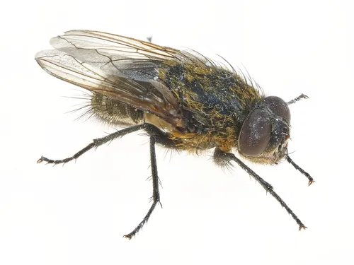 Common Cluster Fly