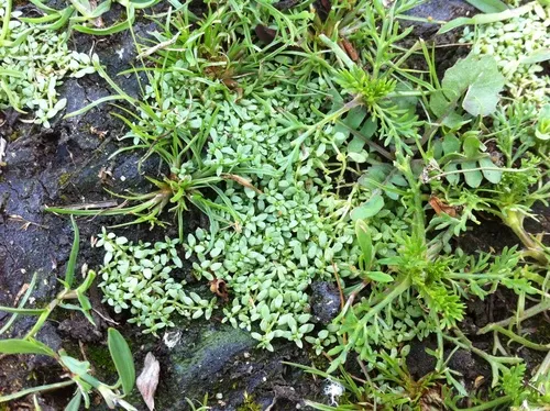 Terrestrial Water-starwort