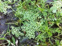 Terrestrial Water-starwort thumbnail 1