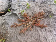 Moss Grass thumbnail 3
