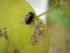 Phratora purpurea thumbnail 2