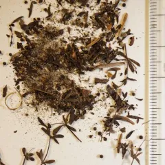 Limestone Swamp Bedstraw thumbnail 4