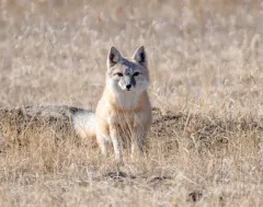 Swift Fox thumbnail 3