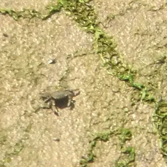 Yellow Shore Crab thumbnail 3