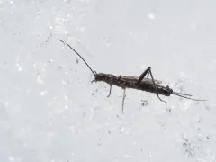 Eastern Snowfly thumbnail 3