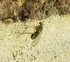 Dolichopus pulchrimanus thumbnail 2