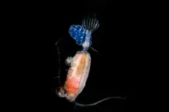 Paraeuchaeta elongata thumbnail 2