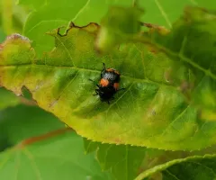 Red-Banded Bassar thumbnail 2