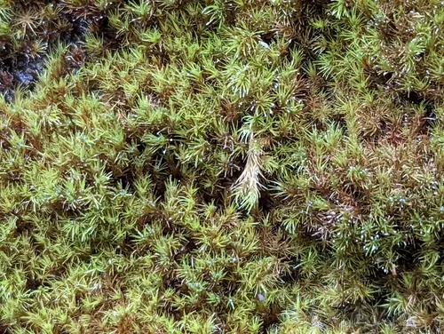 Sharp-leaved Blindia