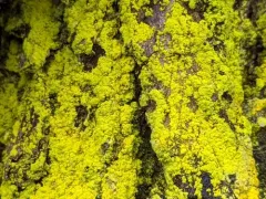 gold dust lichen thumbnail 4