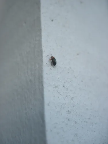 Red-legged Flea Beetle