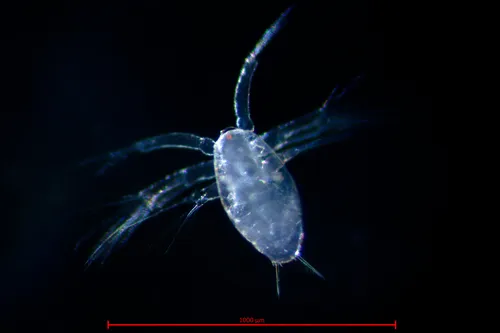 Thysanoessa spinifera
