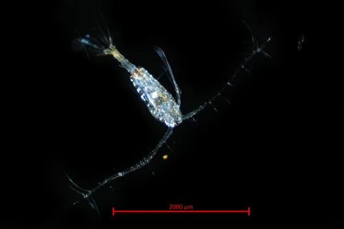Tortanus discaudatus
