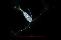 Tortanus discaudatus thumbnail 1