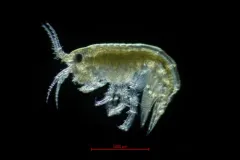 Calliopius pacificus thumbnail 2