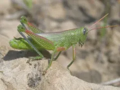 Showy Grasshopper thumbnail 2