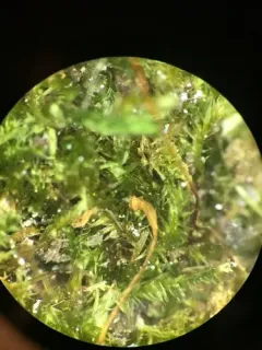 Muhlenbeck's Feather-moss thumbnail 3