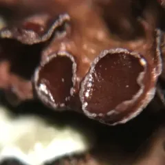Chestnut Wrinkle Lichen thumbnail 4