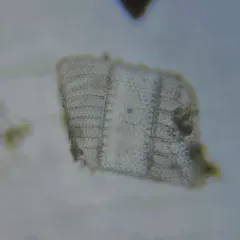 Isthmia nervosa thumbnail 3