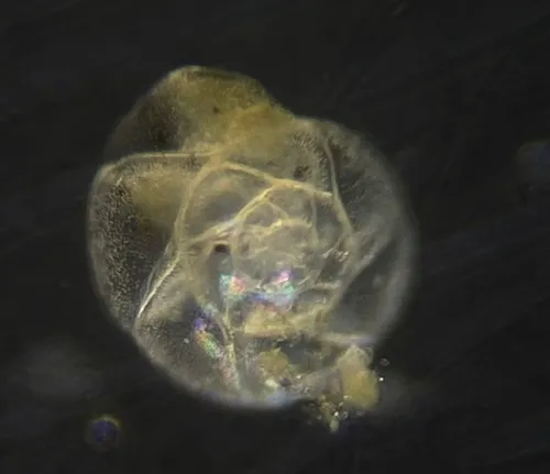 Alabaminella weddellensis
