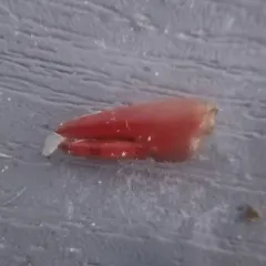 Signal Crayfish thumbnail 3