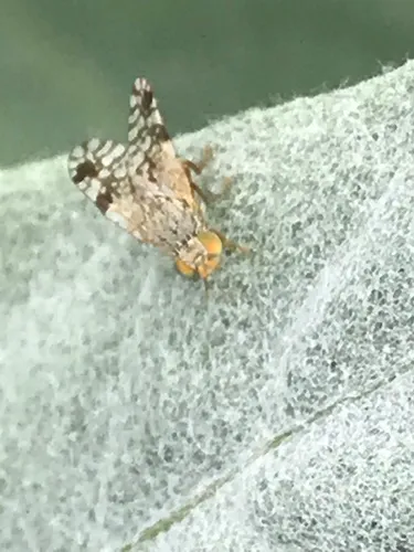 Tephritis araneosa
