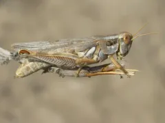 Sagebrush Grasshopper thumbnail 4