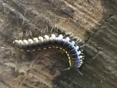 Harpaphe telodonta thumbnail 4