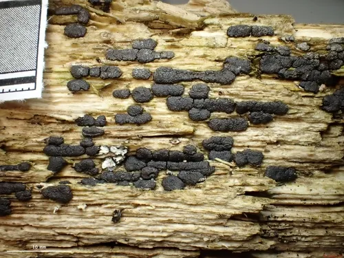 Xylaria frustulosa