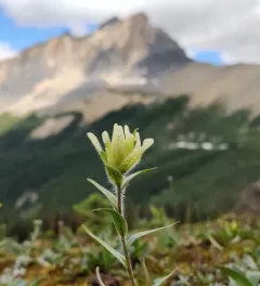 western paintbrush thumbnail 2
