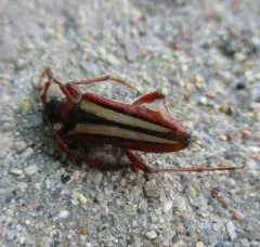 Stenocorus trivittatus thumbnail 2