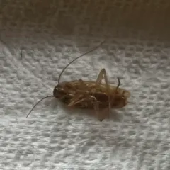 German Cockroach thumbnail 2