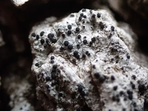 Sclerococcum parasiticum