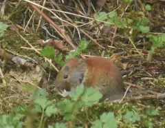 Northern Red-backed Vole thumbnail 2