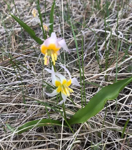 Klamath fawn lily
