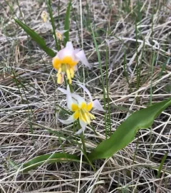 Klamath fawn lily thumbnail 1