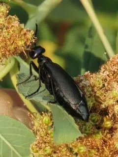 Linsleya sphaericollis thumbnail 3