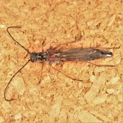 Slender Long-horned Beetle thumbnail 2