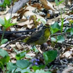 Palm Warbler thumbnail 2