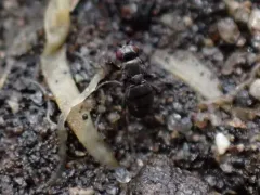 Aptilotus borealis thumbnail 3