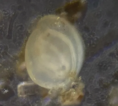 Miliolinella subrotunda