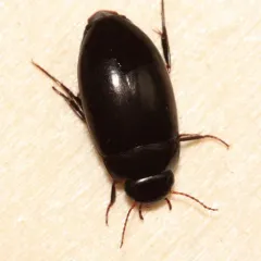 Dot-lined Predaceous Diving Beetle thumbnail 4